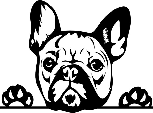 Animal Dog French Bulldog 5rfe1a Peeking