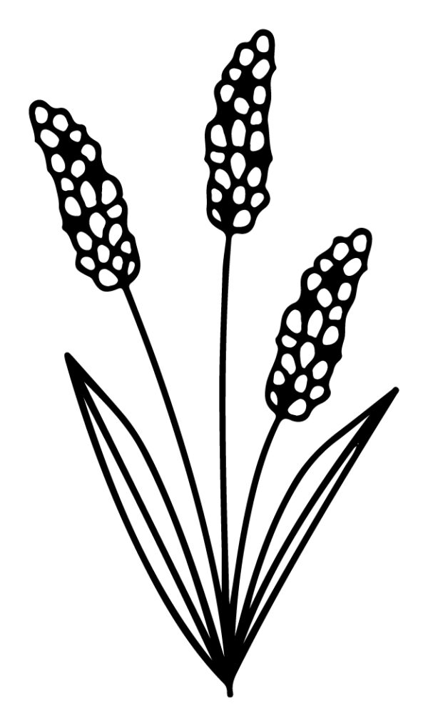 Wildflower-124