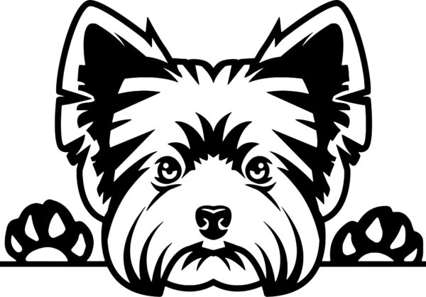 Yorkshire Terrier Yorkie Dog