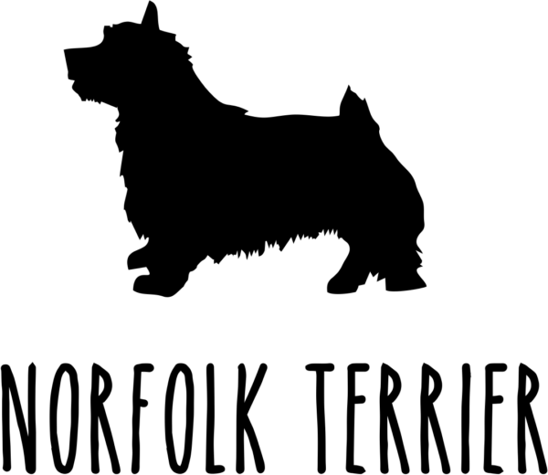 norfolk terrier